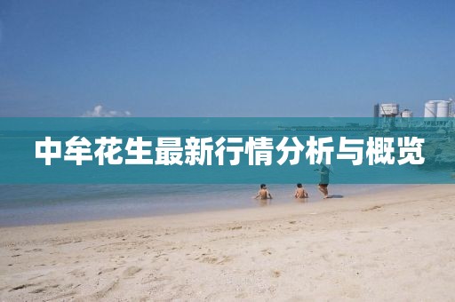 中牟花生最新行情分析与概览