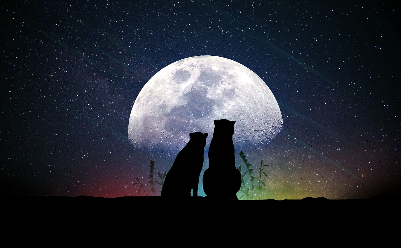 咩明星，光环背后的探索与故事