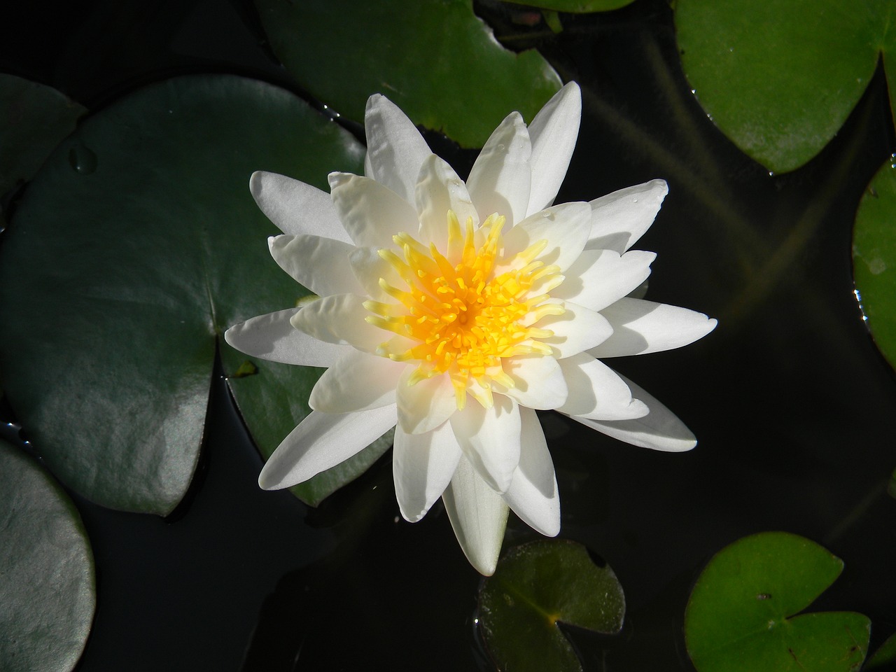 花开无言 第3页