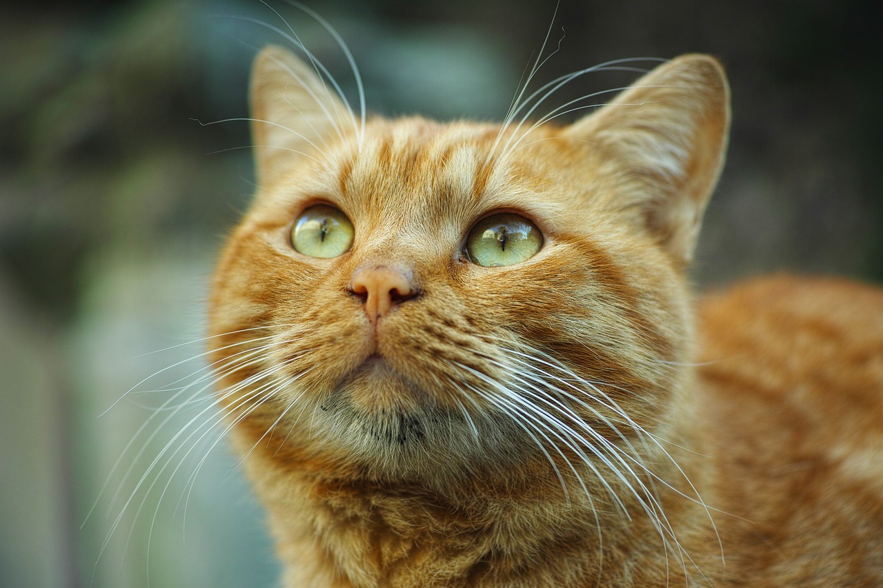 橘猫动漫，探索二次元的温馨之旅